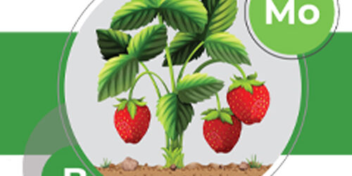 تاثیر مثبت استفاده همزمان عناصر بور و مولیبدن بر شد گیاه