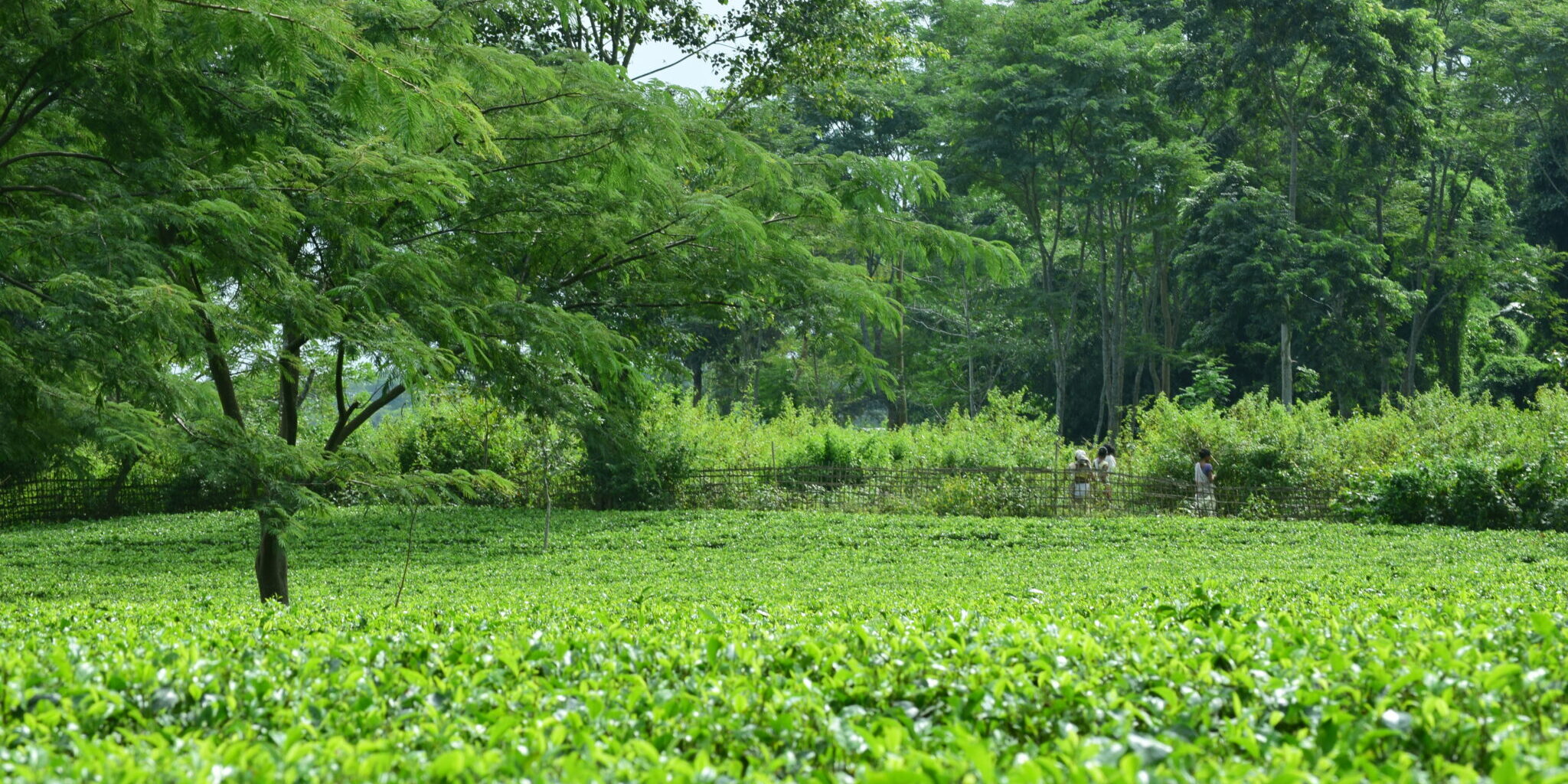 tea-india-2048×1365